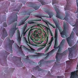 Sempervivum - Dachwurz - Hauswurz